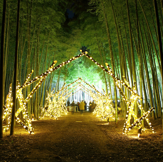 Bamboo Winter Lights19始まりました 若竹の杜 若山農場