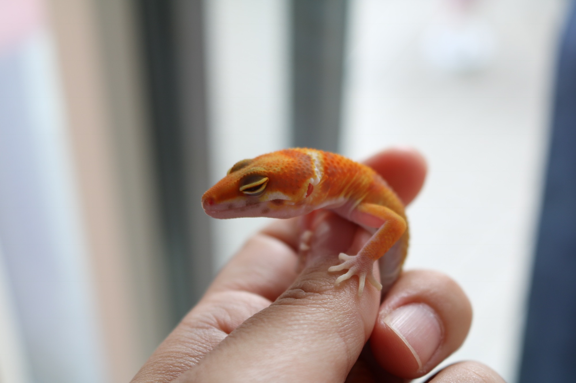 Leopard gecko Candy