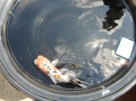大洗面器市 パグと金魚とメダカが居る暮らし 大洗面器市 パグと金魚とメダカが居る暮らし