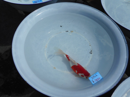大洗面器市 パグと金魚とメダカが居る暮らし 大洗面器市 パグと金魚とメダカが居る暮らし