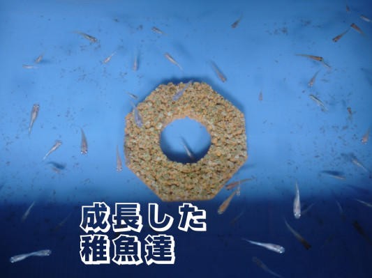 メダカの成長 パグと金魚とメダカが居る暮らし