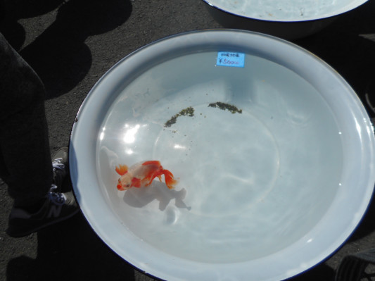 大洗面器市 パグと金魚とメダカが居る暮らし 大洗面器市 パグと金魚とメダカが居る暮らし