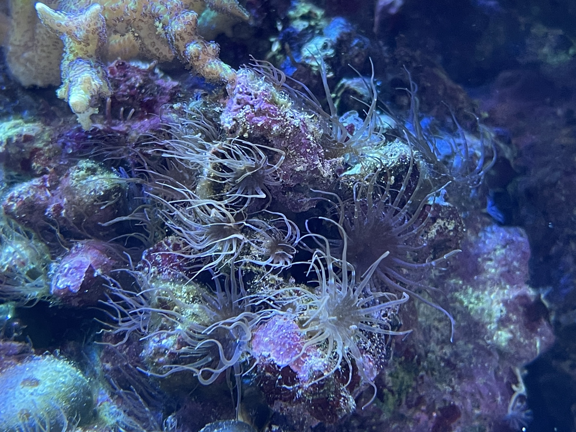 厄介者退治 Tgm Reef