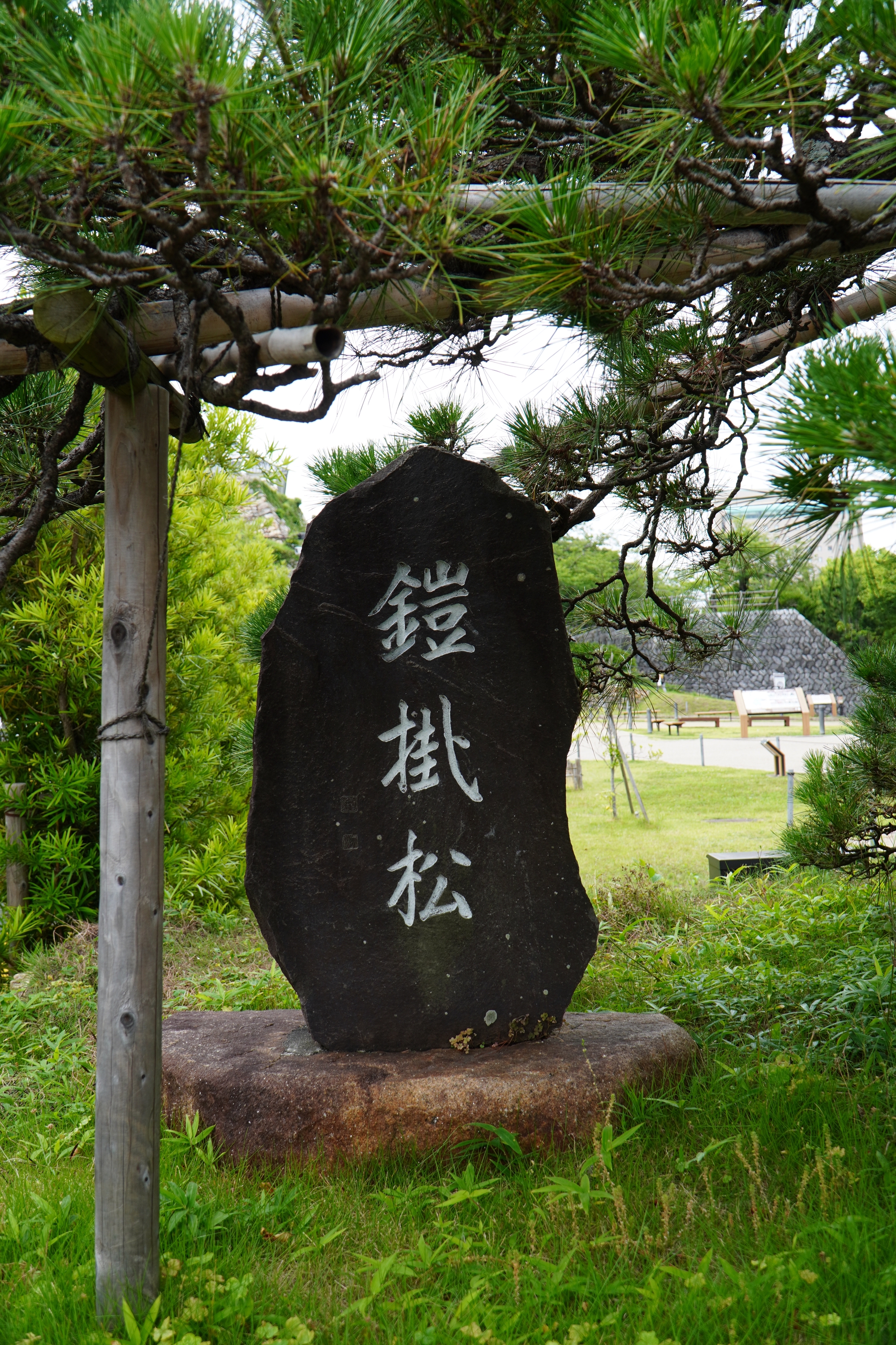 家康公 鎧掛松(浜松城) | 大谷弘至 official site