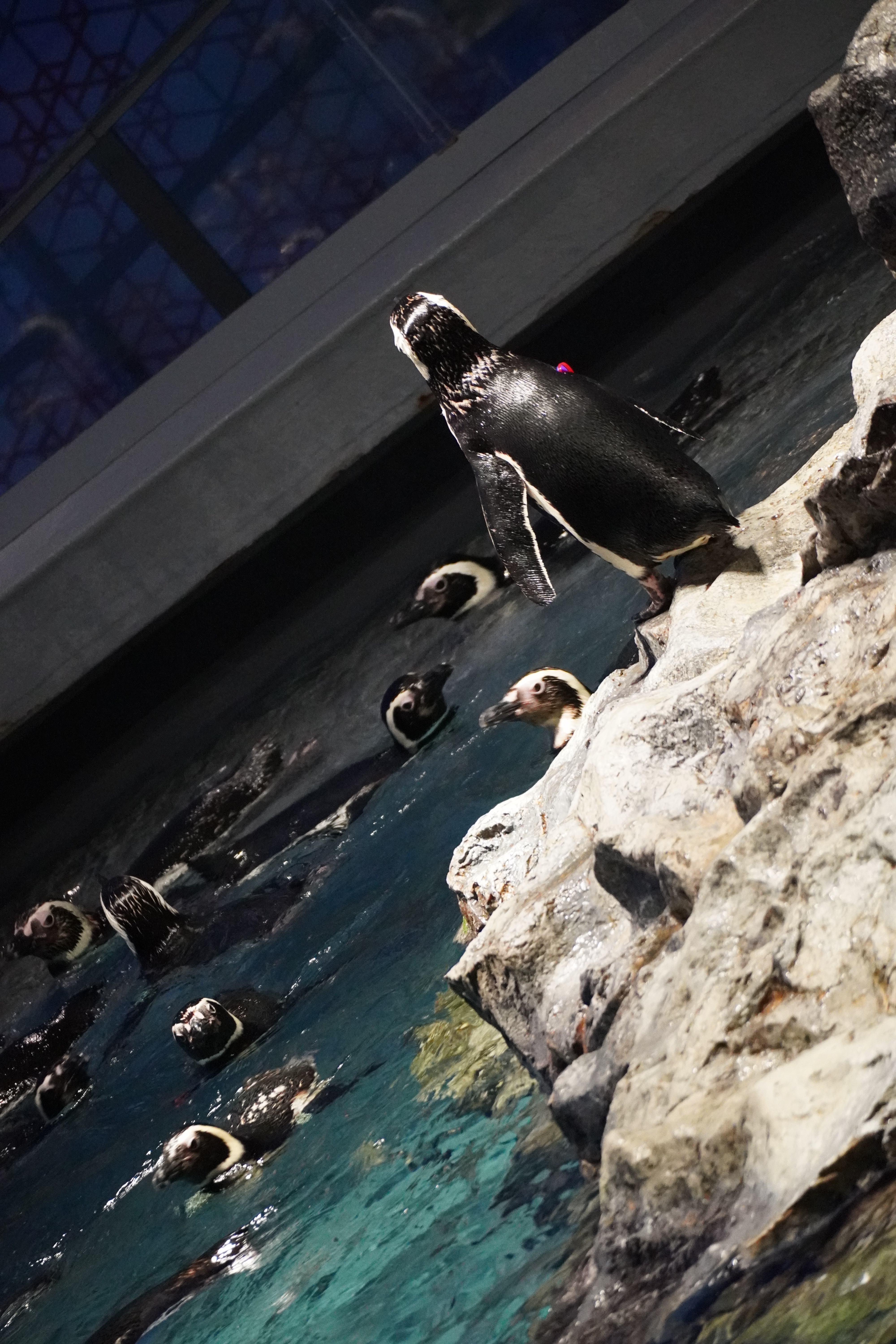 すみだ水族館 4 ペンギン フィーディング・タイム | 大谷弘至