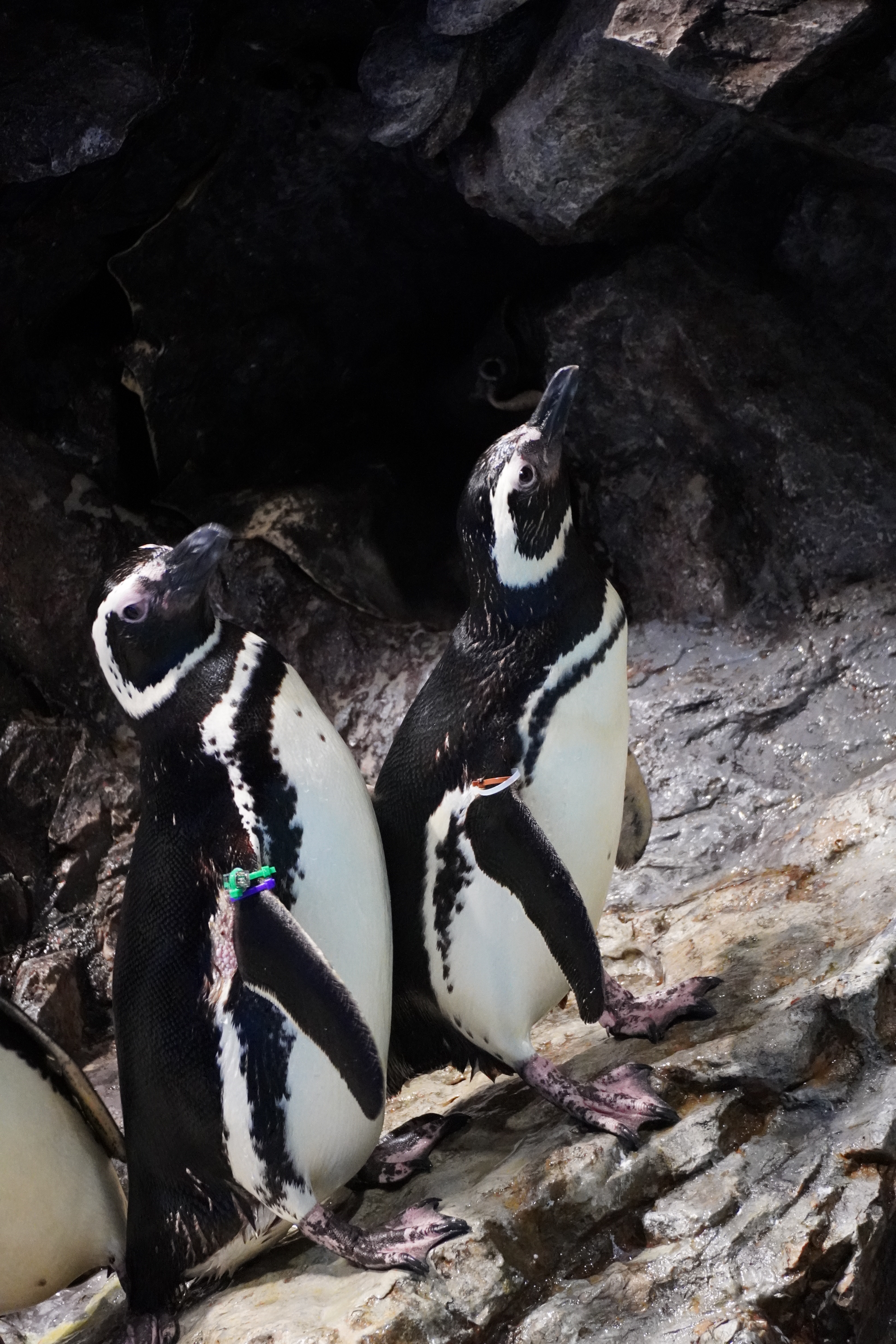 c8137743495252f0349b247ae4764e