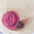 ダリア 幸村精市 Bouquet ダリア 幸村精市 Bouquet