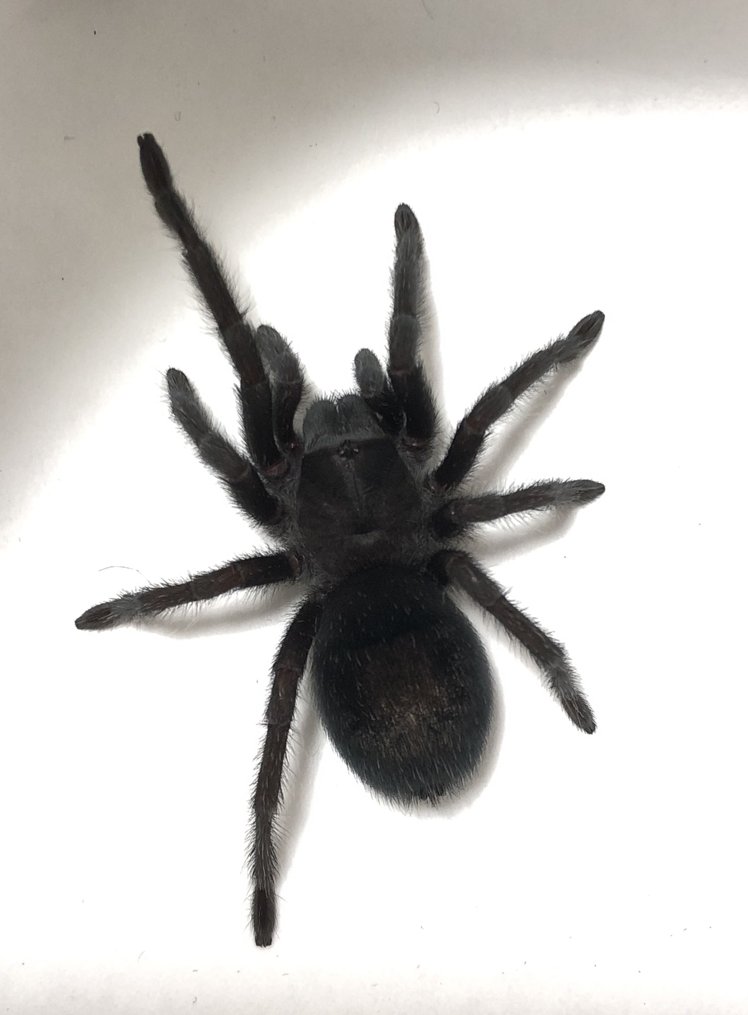 タランチュラ ブラジリアンブラック オス 1歳