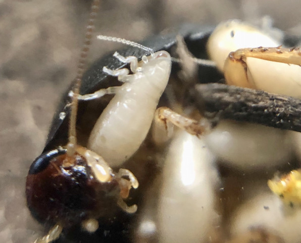 ヒメマルゴキブリの産仔 Unloved東京