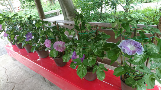 ミニ大輪朝顔展示 墨東歳時記