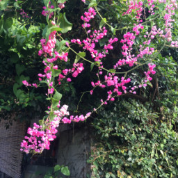 福を呼ぶ琉球古民家の宿 花ぬ元 辺名地の宿