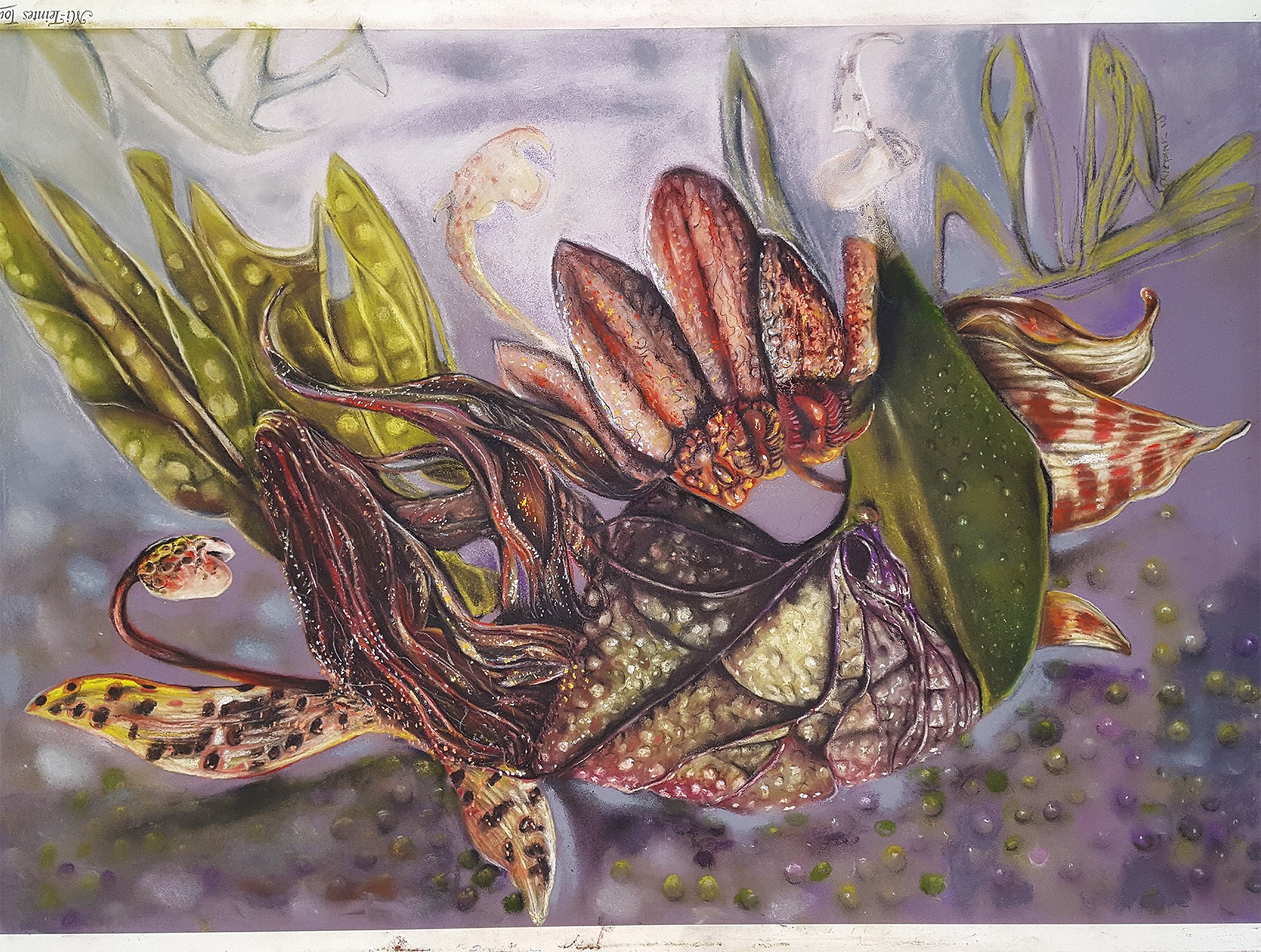 Special LIVE | TRIOLA 「Chiral」