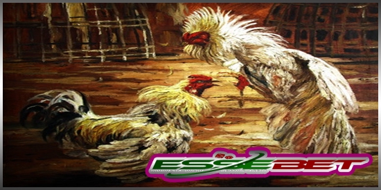 Sabung Ayam S128 Tajen Bali Pulau Dewata Essebetting