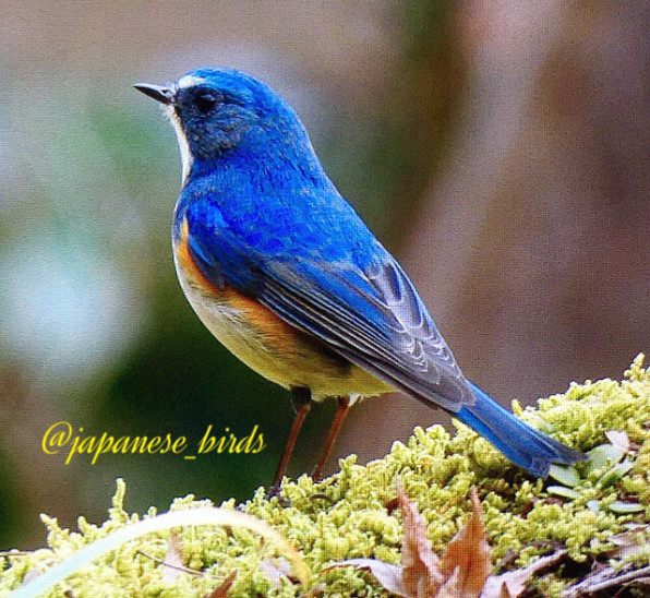 初投稿 ルリビタキ 野鳥カメラマン