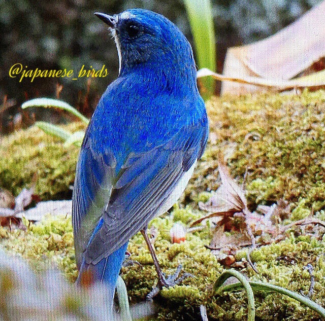 初投稿、ルリビタキ | 野鳥カメラマン