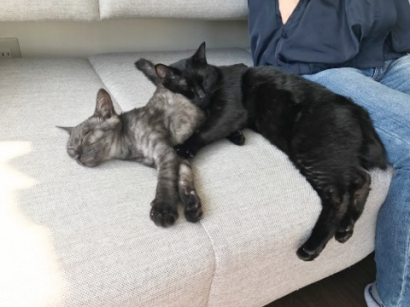 保護猫カフェ Moco Moco 堀詰 遊ぶ Pathee パシー 保護猫カフェ Moco Moco 堀詰 遊ぶ Pathee パシー