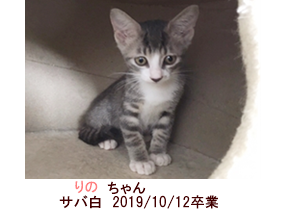 卒業したにゃんず 保護猫カフェ Moco Moco