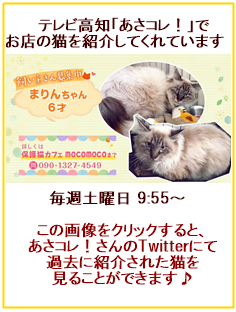 保護猫カフェ Moco Moco 保護猫カフェ Moco Moco