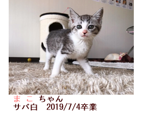 卒業したにゃんず 保護猫カフェ Moco Moco