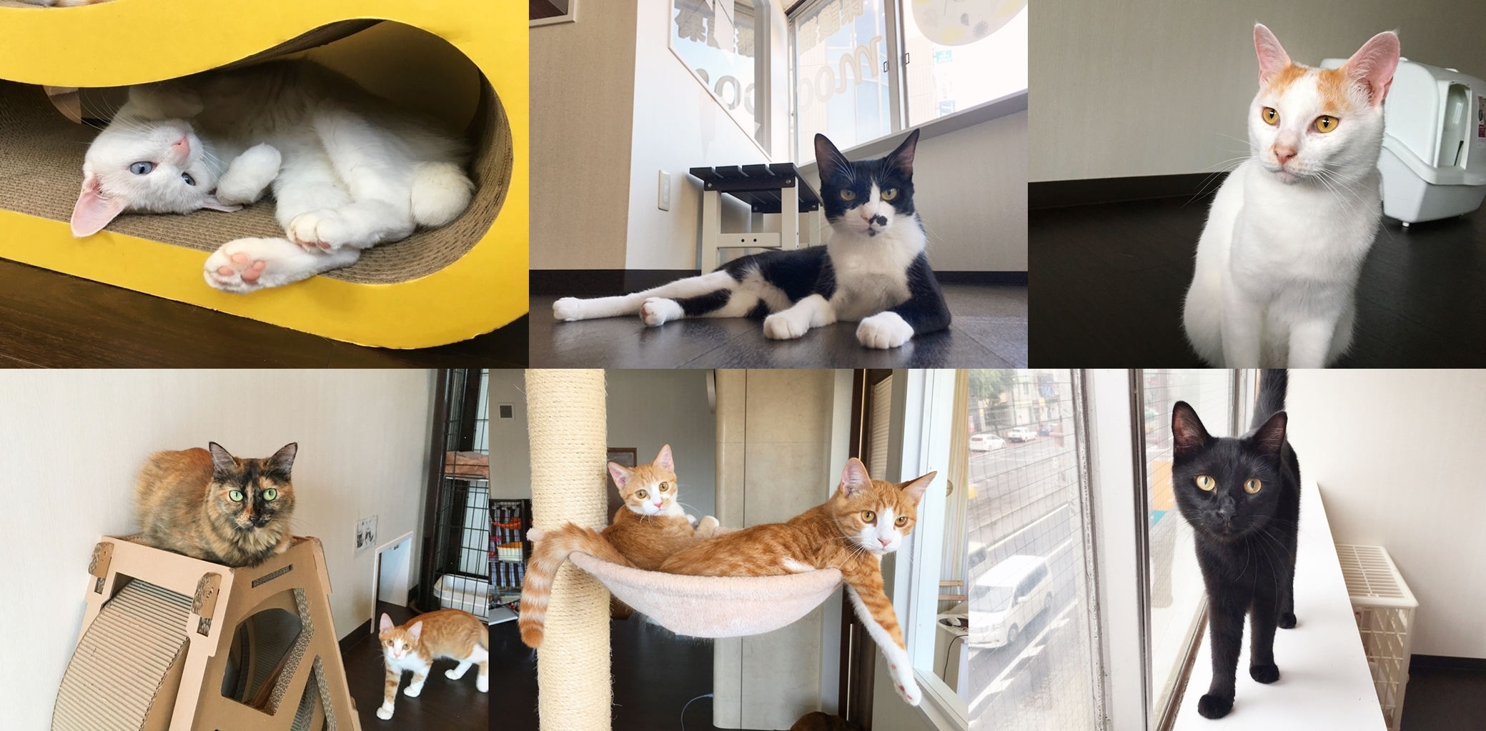保護猫カフェ Moco Moco