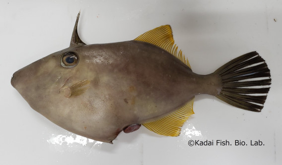 奄美の魚をいただく 鹿児島大学 水産学部 水産資源科学分野 資源生物学研究室
