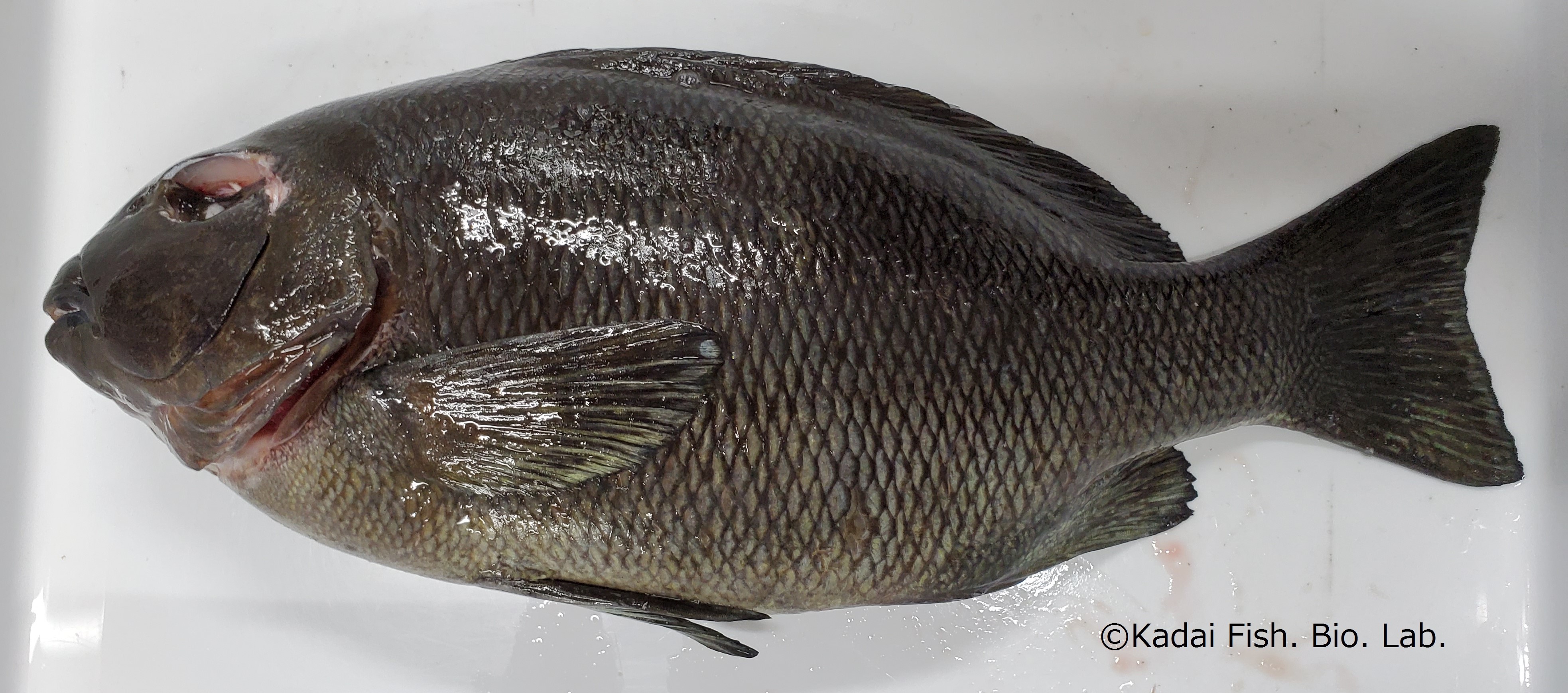 奄美の魚をいただく  鹿児島大学 水産学部 水産資源科学分野 資源生物 
