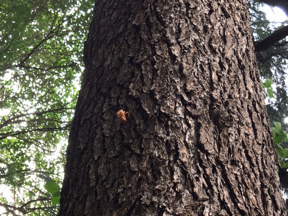 すごい Redwood 意味 Minecraftの最高のアイデア