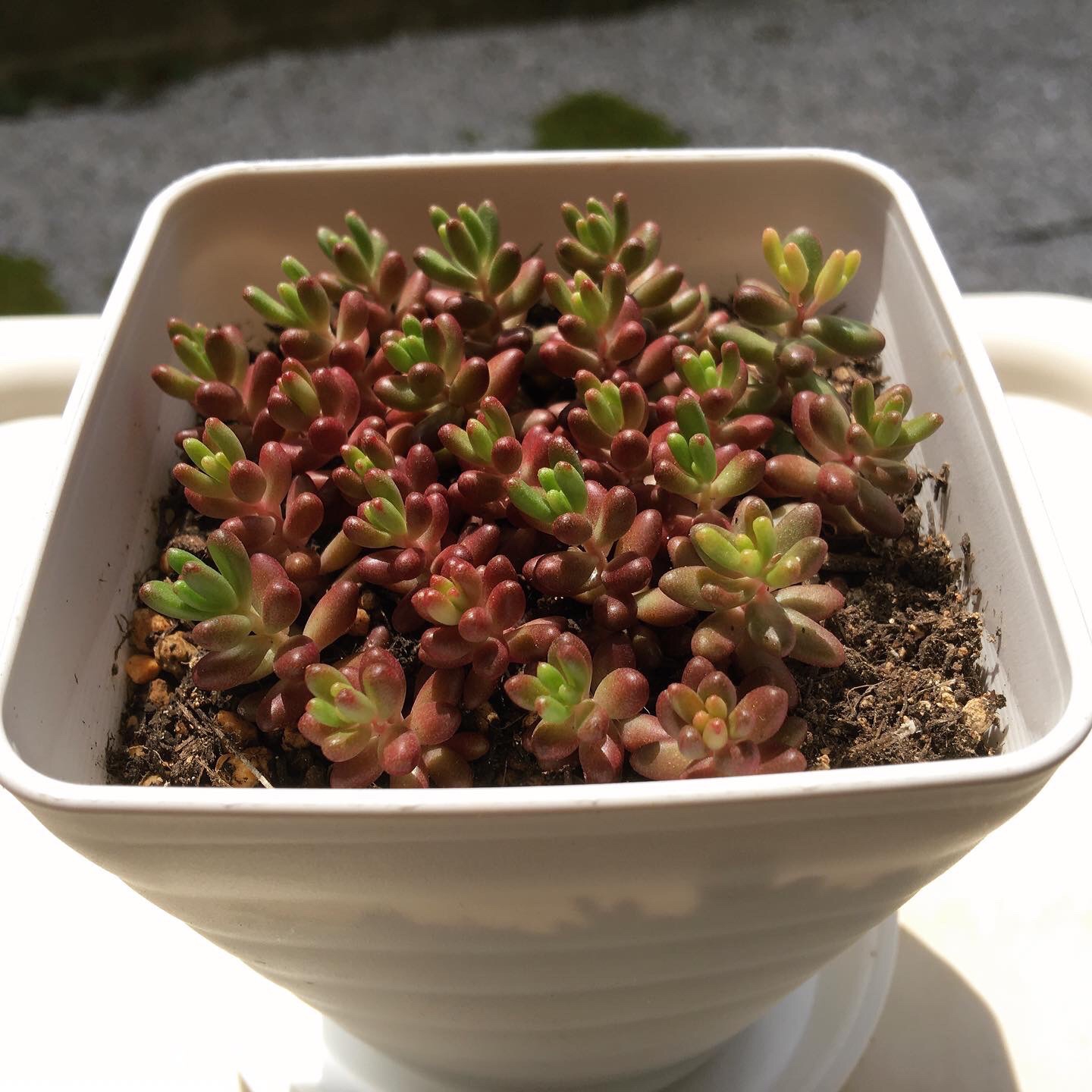 ベッラデインベルノ すがえつのり ベッラデインベルノ すがえつのり