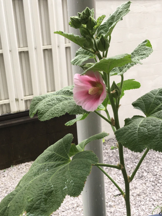 立葵が咲きました すがえつのり 立葵が咲きました すがえつのり