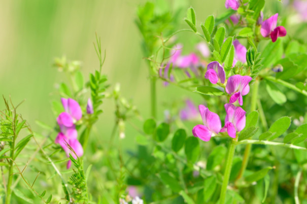 Eat Wild Grasses カラスノエンドウを食べてみた Flow And Grow