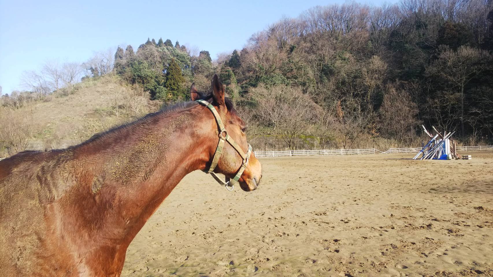 部活紹介 金沢大学 馬術部