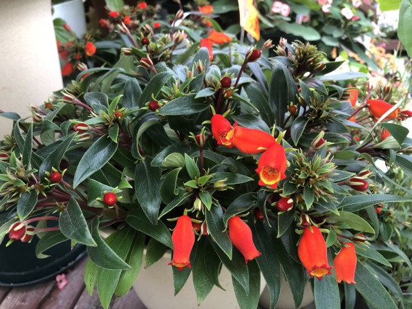 そろそろ冬花増やします 花しきぶブログ 伊丹市の園芸店