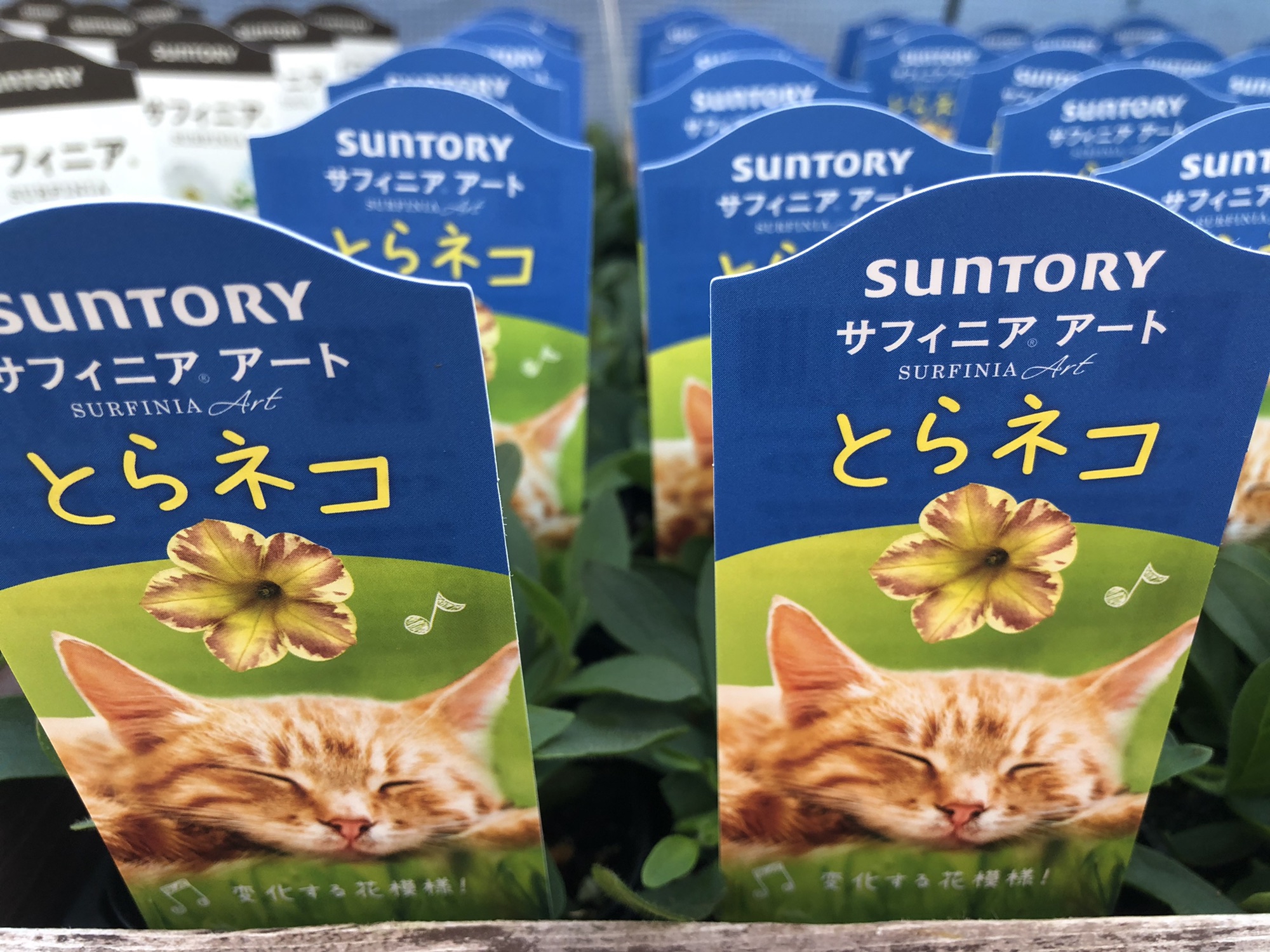 メーカー苗も続々入荷。  花しきぶブログ(伊丹市の園芸店)