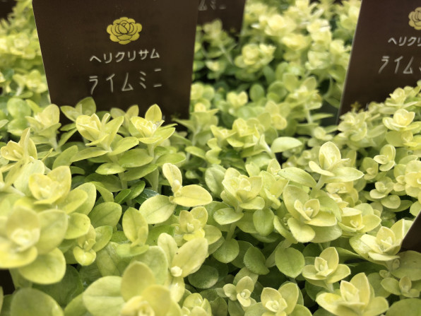 本日の入荷植物たち 花しきぶブログ 伊丹市の園芸店