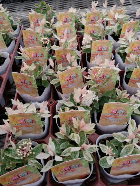 コデマリ ピンクアイス 有限会社 林園芸 植物紹介