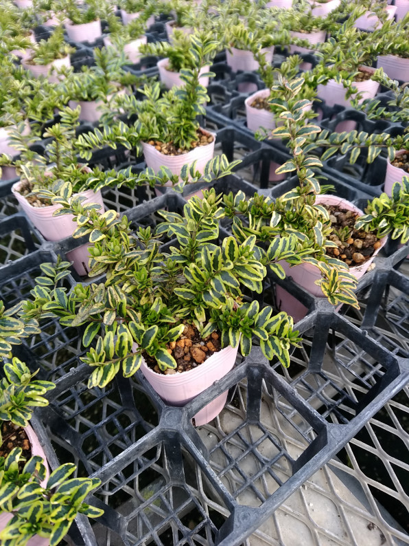 ロニセラ レモンビューティー 有限会社 林園芸 植物紹介