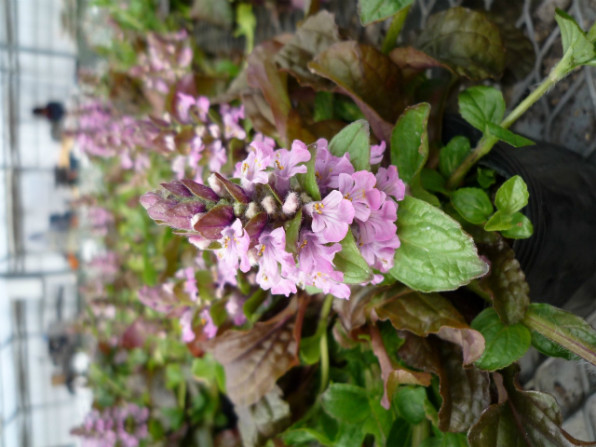 アジュガ 有限会社 林園芸 植物紹介