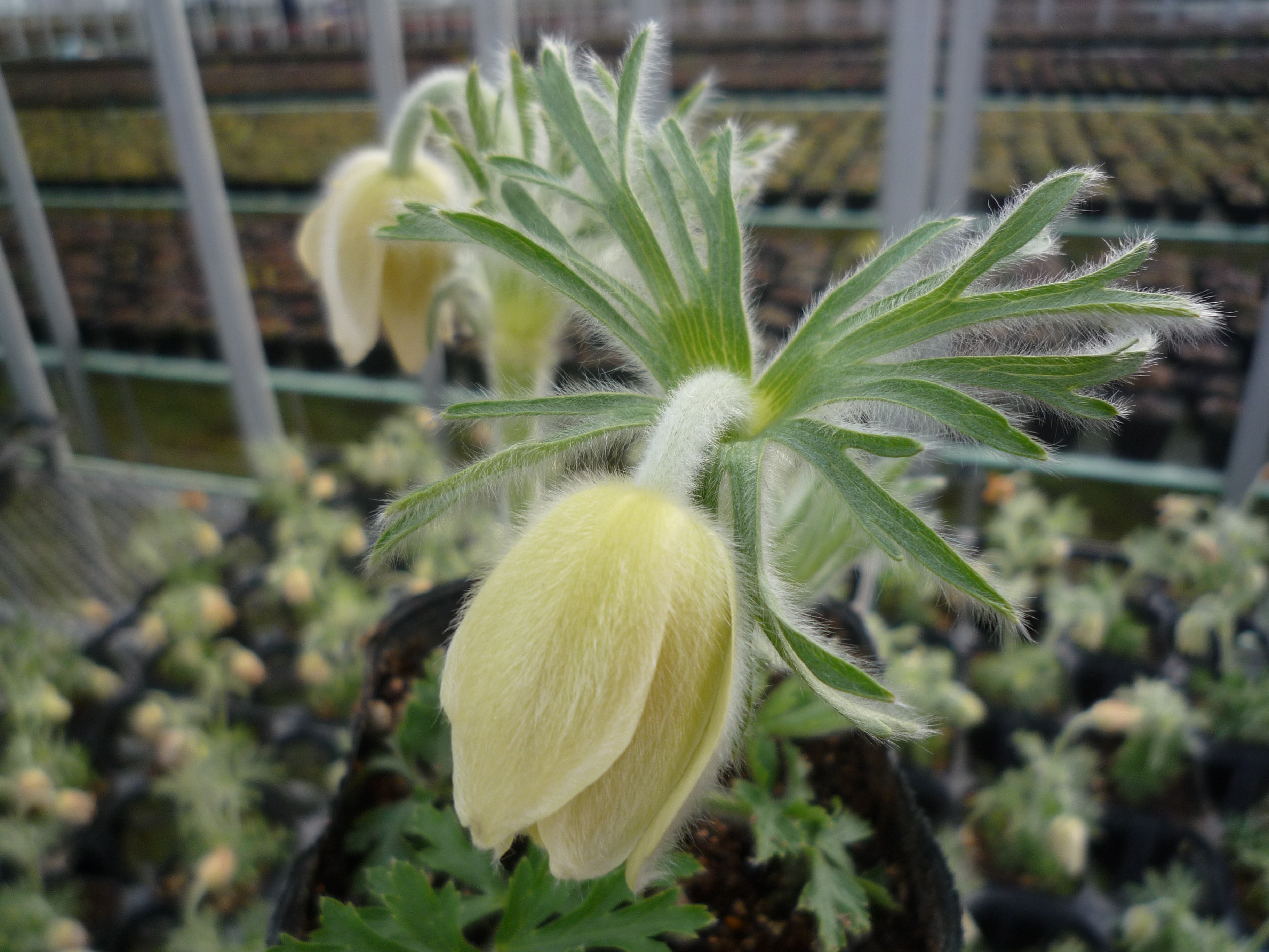西洋翁草　オキナグサ セイヨウオキナグサ（西洋翁草）の判定方法 (Pulsatilla vulgaris)