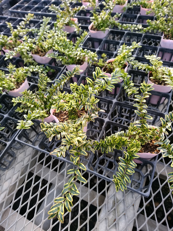 ロニセラ レモンビューティー 有限会社 林園芸 植物紹介