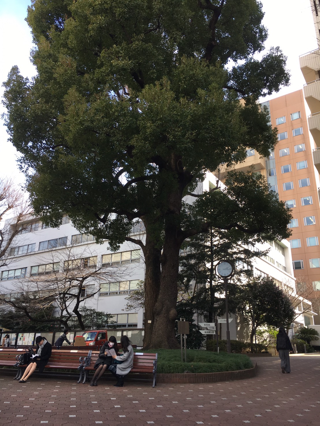 移植について 日本女子大学のクスノキを守ろう!