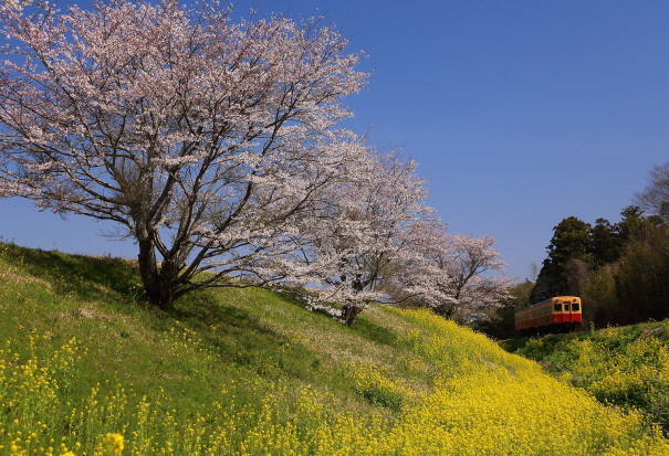 上総桜三昧 小湊鉄道編 四季の旅写真gallery Annex