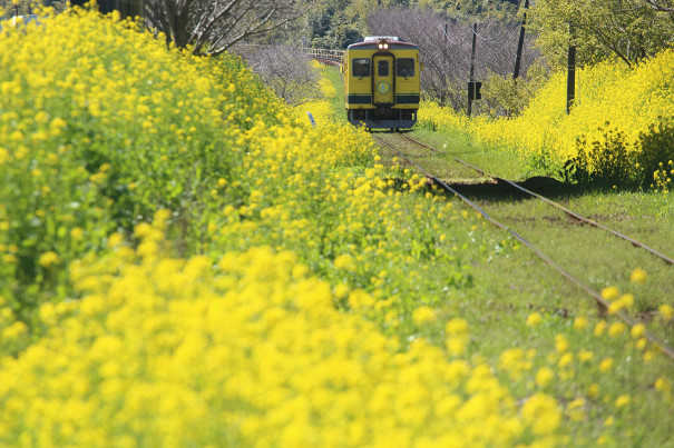 春の築堤 いすみ鉄道編 四季の旅写真gallery Annex