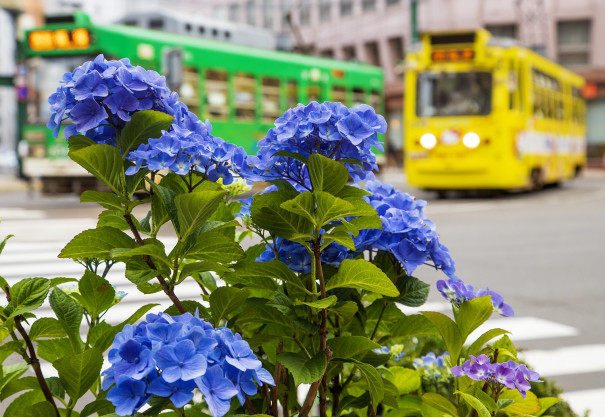 真夏の紫陽花 札幌編 四季の旅写真gallery Annex