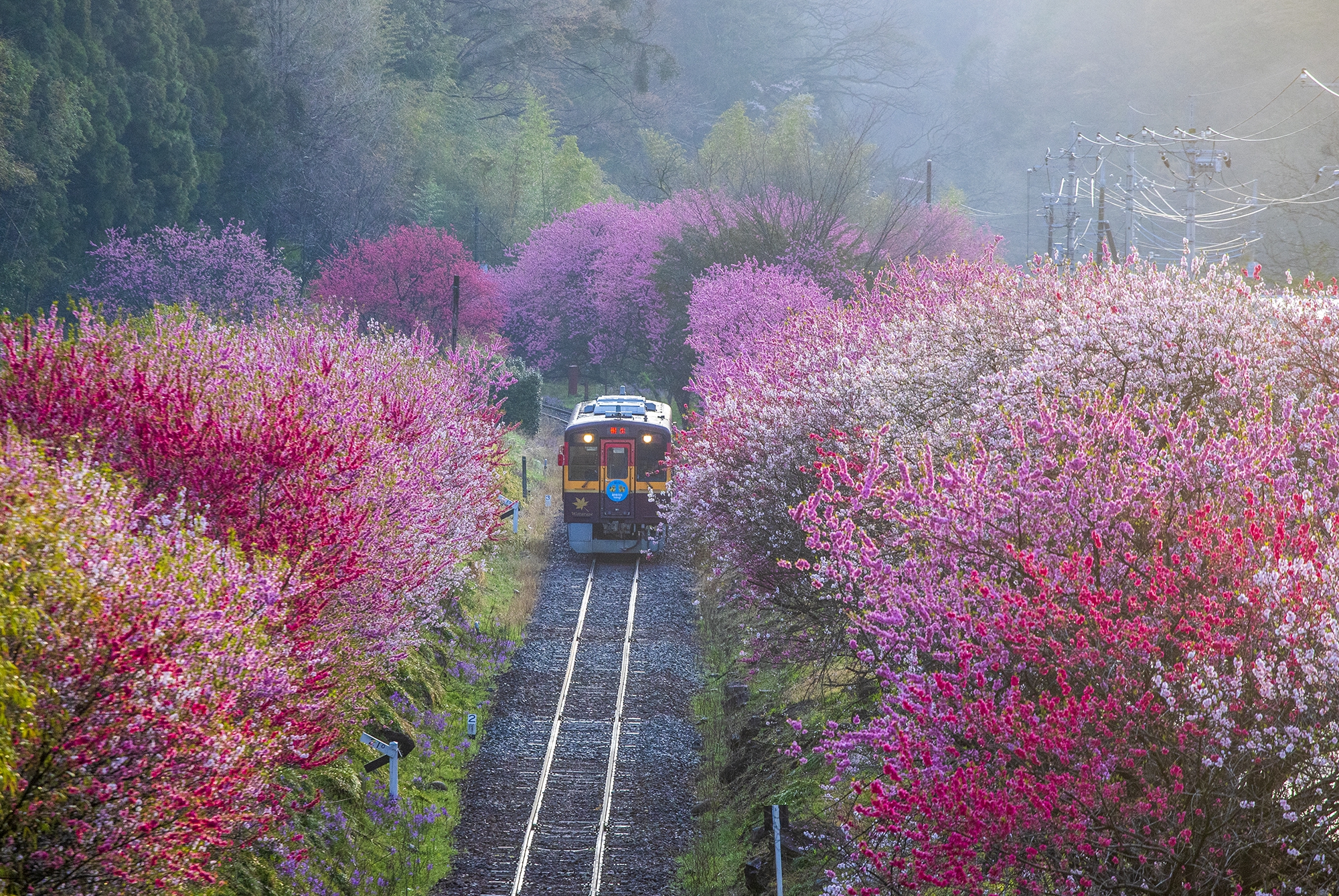 春遠征2025（わたらせ渓谷鐡道） | 四季の旅写真Gallery Annex
