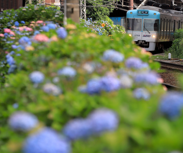 紫陽花咲く5月の世田谷 井の頭線など 四季の旅写真gallery Annex 紫陽花咲く5月の世田谷 井の頭線など 四季の旅写真gallery Annex
