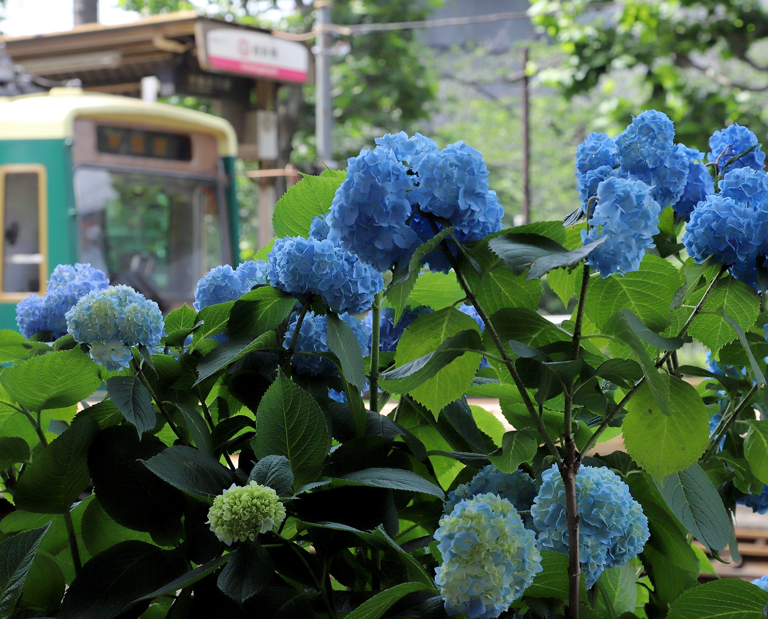 TOKYOあじさい（都電荒川線） | 四季の旅写真Gallery Annex