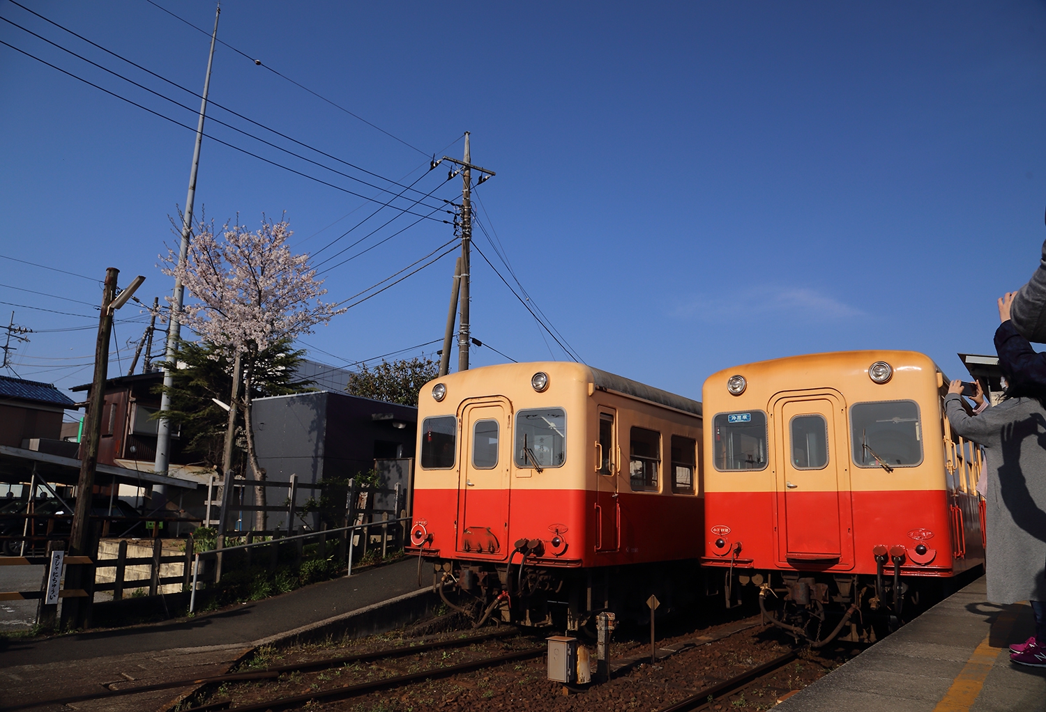 上総桜三昧（小湊鉄道編） | 四季の旅写真Gallery Annex