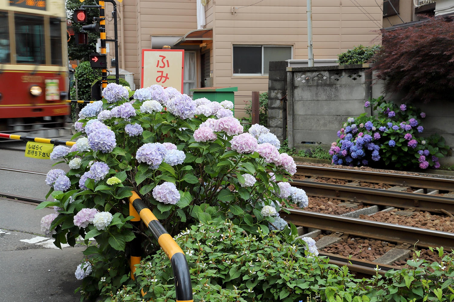 TOKYOあじさい（都電荒川線） | 四季の旅写真Gallery Annex