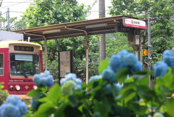 バラ色から雨の色へ 都電荒川線 四季の旅写真gallery Annex バラ色から雨の色へ 都電荒川線 四季の旅写真gallery Annex