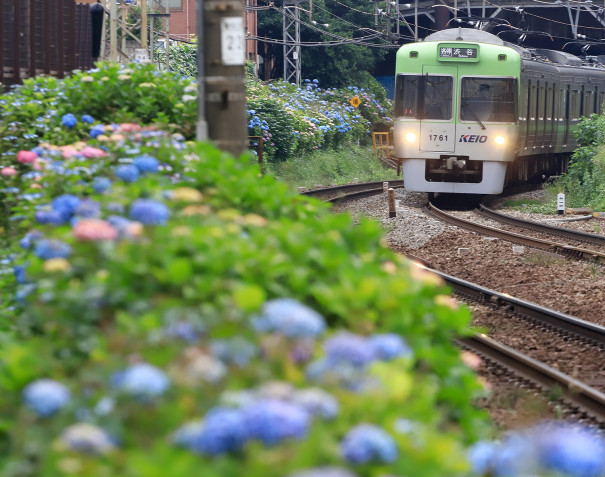 紫陽花咲く5月の世田谷 井の頭線など 四季の旅写真gallery Annex